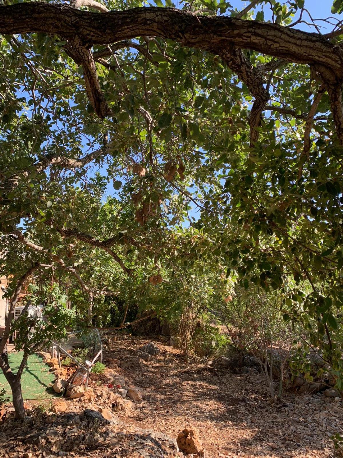 בקתת עץ בחורש במנות - דום גיאודזי - Wooden Cabin In Manot 외부 사진
